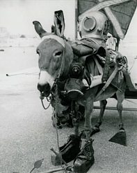 Maltese Diving Donkey