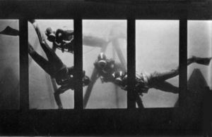 Divers in 20,000 gallon tank at Belle Vue